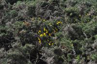 Klippenwanderung von Beachy Head zum Birling Gap