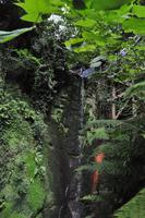 Isle of Wight - Shanklin Chine