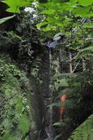Isle of Wight - Shanklin Chine