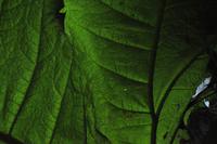 Isle of Wight - Shanklin Chine