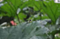 Isle of Wight - Shanklin Chine
