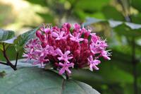Isle of Wight - Shanklin Chine