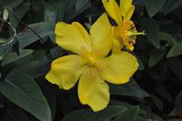 Isle of Wight - Shanklin