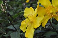 Isle of Wight - Shanklin