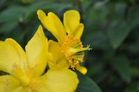 Isle of Wight - Shanklin