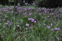 Killerton House - Alpenveilchen (!)