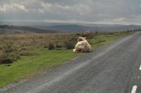 Dartmoor