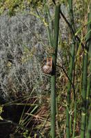 Rame Halbinsel - Mount Edgcumbe