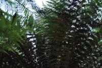 Rame Halbinsel - Mount Edgcumbe