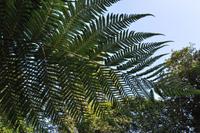 Rame Halbinsel - Mount Edgcumbe