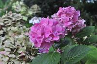 Rame Halbinsel - Mount Edgcumbe