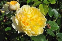 Rame Halbinsel - Mount Edgcumbe