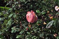 Rame Halbinsel - Mount Edgcumbe