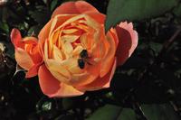 Rame Halbinsel - Mount Edgcumbe