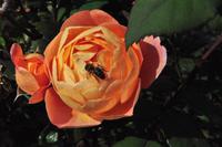 Rame Halbinsel - Mount Edgcumbe