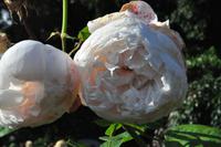 Rame Halbinsel - Mount Edgcumbe