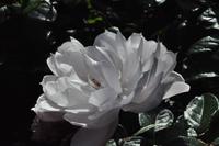 Rame Halbinsel - Mount Edgcumbe