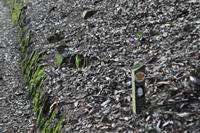 Rame Halbinsel - Mount Edgcumbe