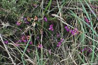 Wanderung Porthcurno - Land's End