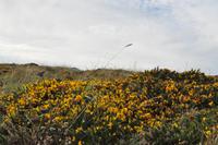 Wanderung Porthcurno - Land's End