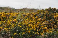 Wanderung Porthcurno - Land's End