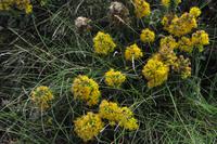 Wanderung Porthcurno - Land's End