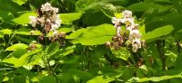 131 Arley Arboratum & Gardens