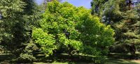 132 Arley Arboratum & Gardens