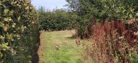 137 Arley Arboratum & Gardens