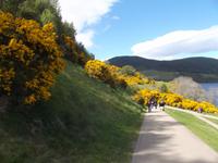 Ginsterblüte am Loch Ness