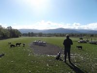 auf der Schaffarm von Neil Ross