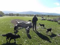 auf der Schaffarm von Neil Ross