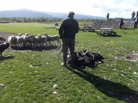 auf der Schaffarm von Neil Ross