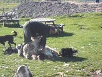 auf der Schaffarm von Neil Ross, Schafschur