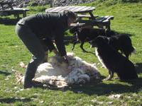 auf der Schaffarm von Neil Ross, Schafschur