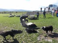 auf der Schaffarm von Neil Ross, Schafschur