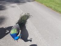 Pfau im Park von Scone Palace