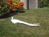 weißer Pfau im Park von Scone Palace