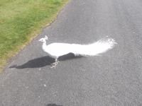 weißer Pfau im Park von Scone Palace