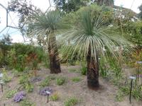 Eden Project - Australien - Grassbaum