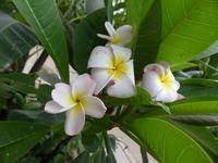 Eden Project - Frangipani
