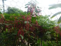 Eden Project - Horse radish tree