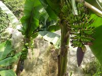 Eden Project - Banane