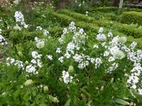 Sissinghurst - weißer Garten
