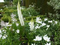 Sissinghurst - weißer Garten