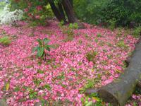 The Lost Gardens of Heligan - Beet aus Rhododrenblättern