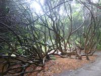 The Lost Gardens of Heligan -Rhododendren