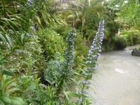 Trebah Garden - Natternkopf