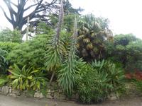 Trebah Garden 