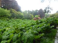 Trebah Garden 